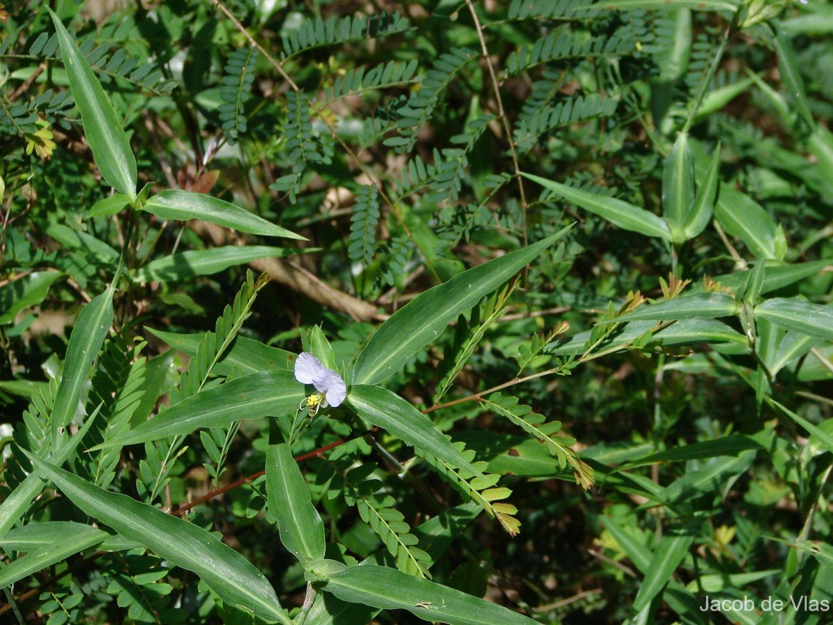 Commelina undulata R.Br.